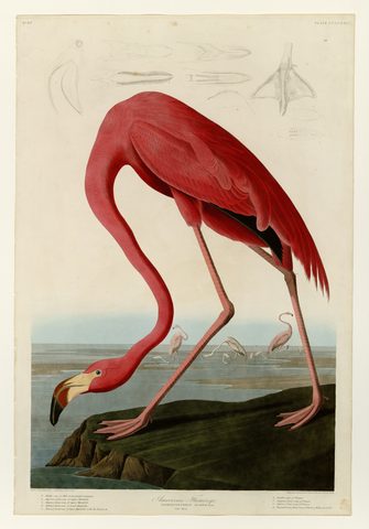 American Flamingo by John James Audubon, 1827–1838, framed print