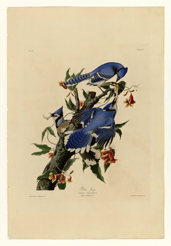 Blue Jay (Plate 102) by John James Audubon, 1827–1838, framed print
