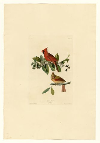 Cardinal Grosbeak (Plate 159) by John James Audubon, 1827–1838, framed print