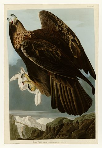 Golden Eagle (Plate 181) by John James Audubon, 1827–1838, framed print