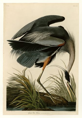 Great Blue Heron (Plate 211) by John James Audubon, 1827–1838, framed print