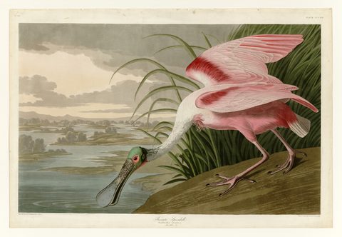Roseate Spoonbill by John James Audubon, 1827–1838, framed print
