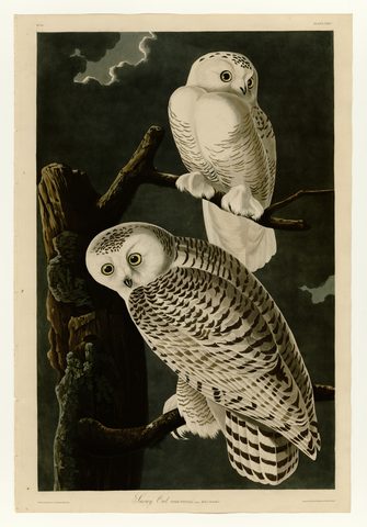 Snowy Owl by John James Audubon, 1827–1838, framed print