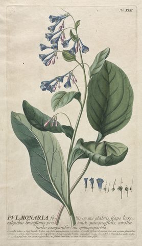 Pulmonaria, Plantae Selectae, Plate 42 by Georg Dionysius Ehret, published 1750–73, framed print