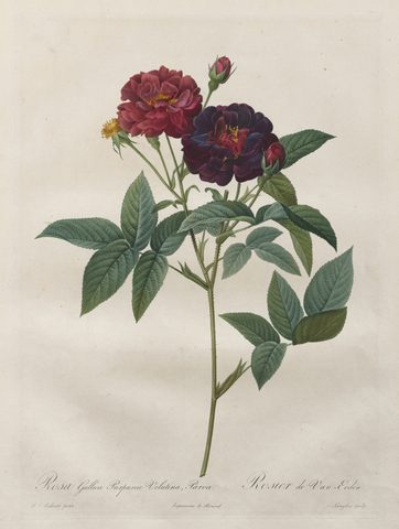 Rosa Gallica Purpurea Velutina Parva, from Les Roses by Langlois, 1817–24, framed print