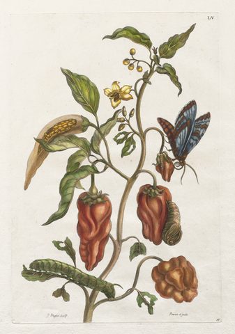 Histoire générale des insects de Suriname et de toute l'Europe: Vol I, No. 55 - Poivre d'inde by Maria Sibylla Merian, 1771, framed print