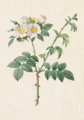 Brier Bush Rose or Dog Rose (Rosa Leucantha) by Pierre-Joseph Redouté, 1817–24, framed print