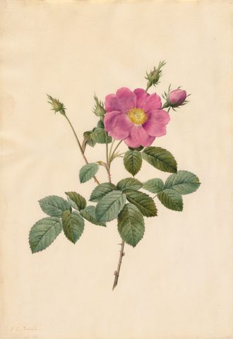 Cabbage Rose (Rosa Centifolia Simplex) by Pierre-Joseph Redouté, 1817–24, framed print