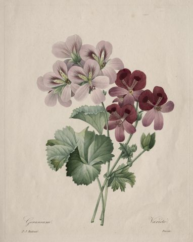 Geranium by Henri Joseph Redouté, 1827, framed print