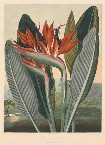 The Queen Flower, from The Temple of Flora by Philip Reinagle, 1812, framed print