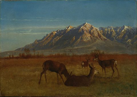 Deer in Mountain Home by Albert Bierstadt, c. 1879, framed print