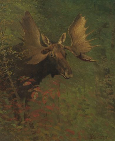 Study of a Moose by Albert Bierstadt, 1880, framed print