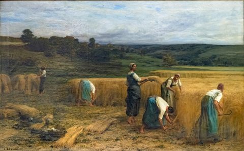 The Harvest