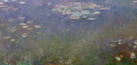 Water Lilies (Agapanthus)
